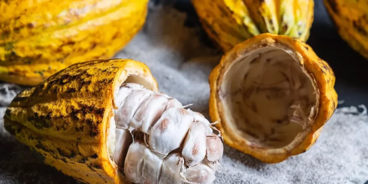 El Origen del Chocolate: la Historia del Cacao